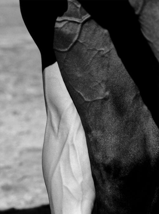 Photographie Man and Horses Veins 2 artiste Laurent Elie Badessi
